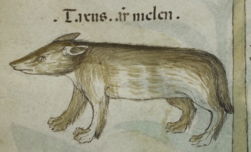 Medieval Badger Illustration